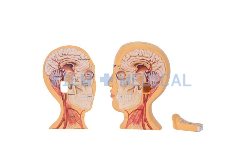 Sectional Anatomical Model Head